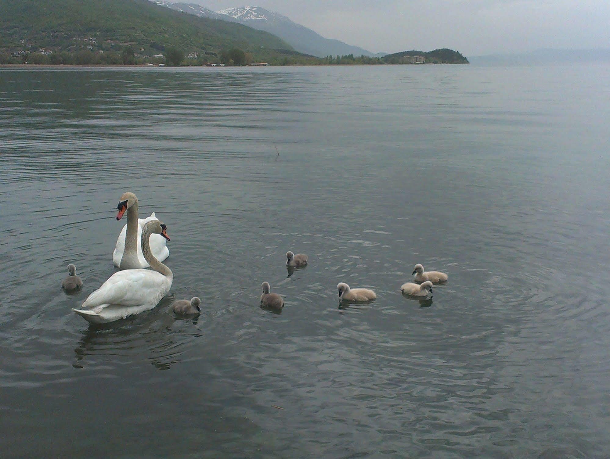 Kosta House Hotel Ohrid Exterior foto